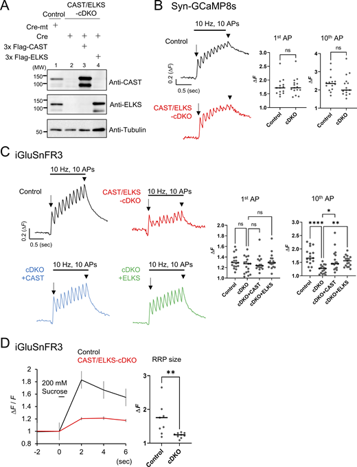 A multi-panel image depicts the role of CAST and ELKS in calcium dynamics, glutamate release, and SV recycling in hippocampal neurons.