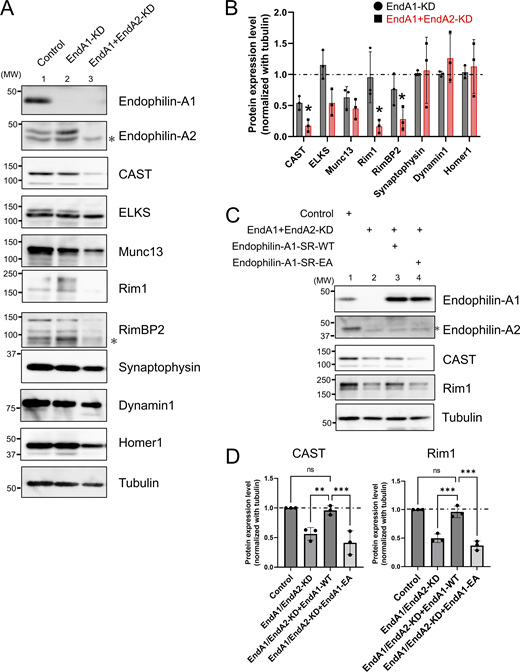 A multi-panel image depicts protein expression levels in neurons.