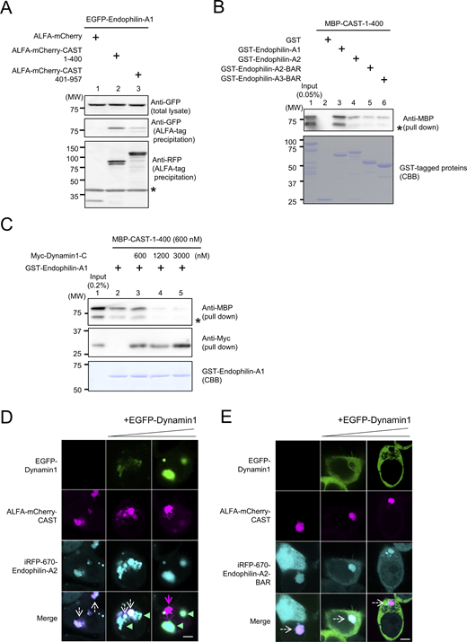 A multi-panel image showing protein interactions and cellular localization studies.