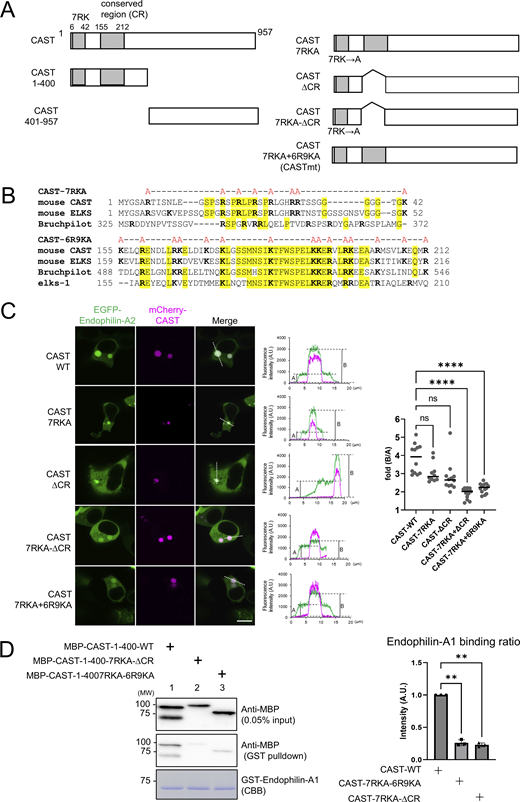 A multi-panel image of CAST protein constructs and their interactions with Endophilin-A.