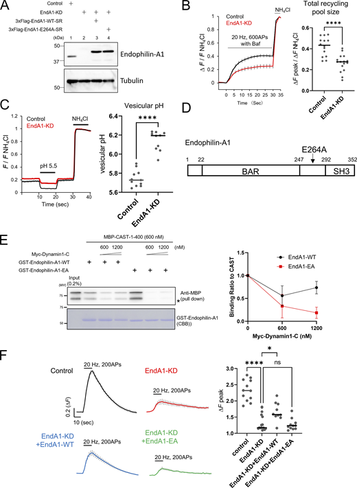 A multi-panel image depicts Endophilin-A1 mutant effects on binding and synaptic vesicle responses.