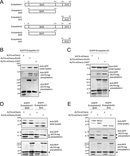 Figure S2. Refer to the image caption for details.