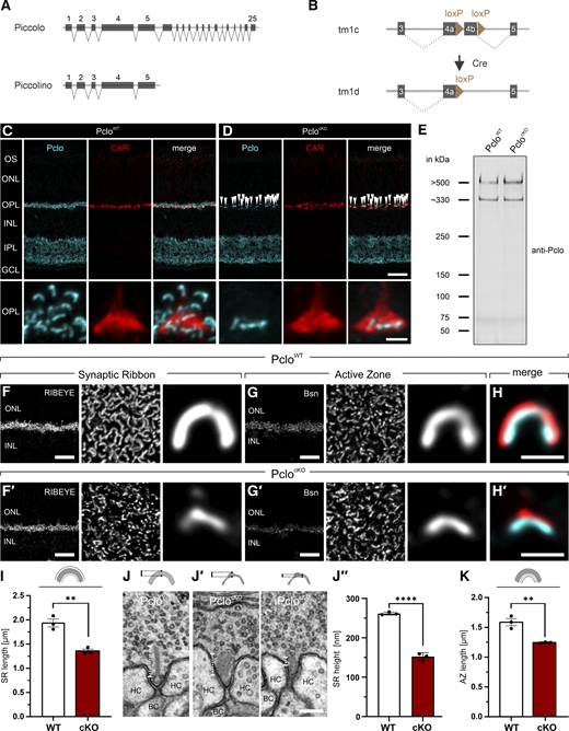A multi-panel image showing genetic strategy and retinal analysis in mice.