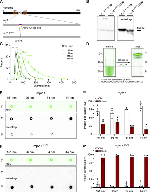 A multi-panel image illustrates protein-lipid binding studies.