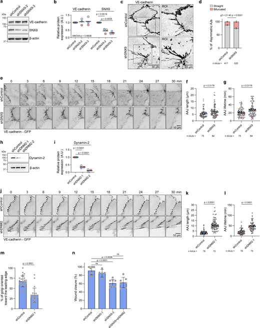 A multi-panel image depicts the role of SNX9 in VE-cadherin turnover.