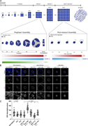 A multi-panel image illustrating the stages of spermatogenesis in Drosophila melanogaster, highlighting the assembly dynamics of centromere proteins.