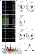 A multi-panel image showing the recruitment and stability of CID, CAL1, and CENP-C during meiosis I.