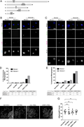 A multi-panel image showing chromosome segregation and fertility analysis in Drosophila melanogaster.