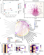 A multi-panel image shows RNA-seq data analysis of STAT5A KO HeLa cells.