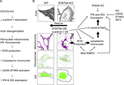 A multi-panel image of cellular processes affected by STAT5A knockout.