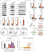 A multi-panel image depicts the effects of STAT5A knockout on the JAK-STAT pathway.