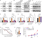 A multi-panel image depicts the activation of the cGAS-STING pathway in STAT5A KO cells.