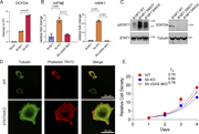 A multi-panel image depicts cellular analysis of B16F1 cells.