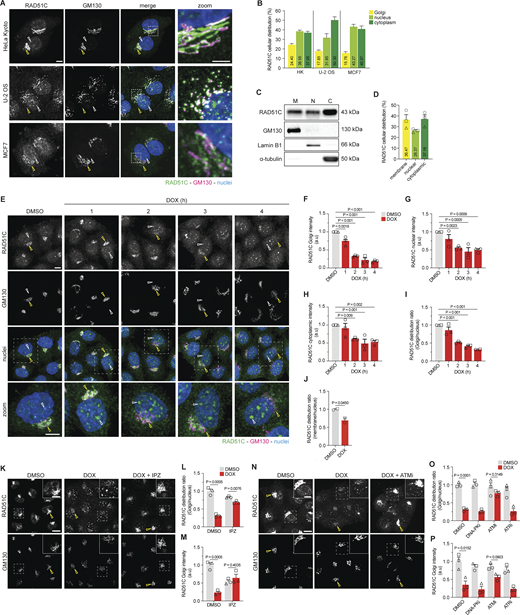 A multi-panel image showing RAD51C distribution in cells.