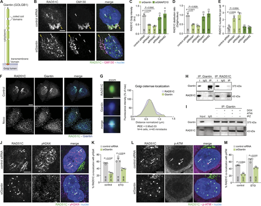 A multi-panel image showing various experiments and analyses related to the localization and interaction of RAD51C with Giantin in cells.