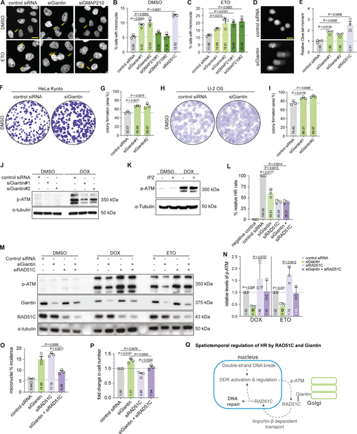A multi-panel image showing various experiments on cell biology and DNA damage response.