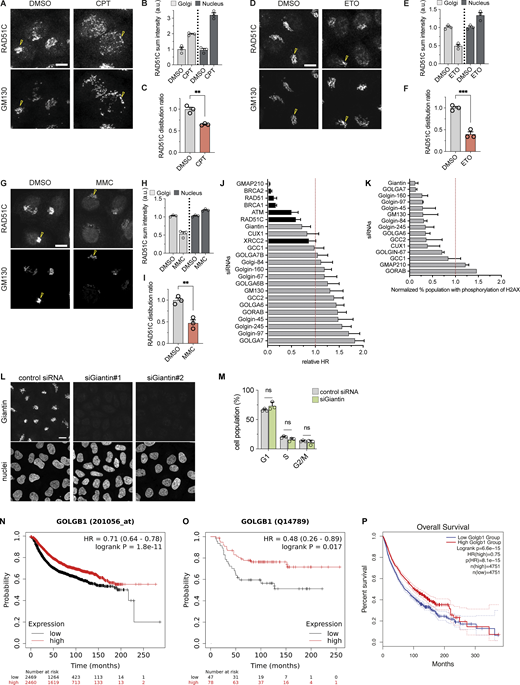 A multi-panel image depicts RAD51C protein localization and its impact on DNA repair, cell cycle, and patient survival.