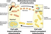 Diagram of bidirectional transfer of mitochondria between cells.