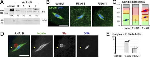 A multi-panel image showing experimental results related to the function of Sle in oocytes.