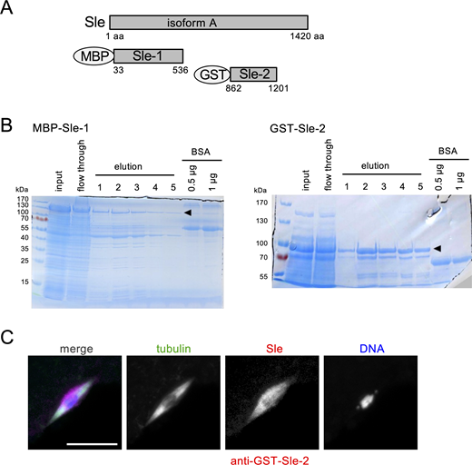 Figure S1. Refer to the image caption for details.
