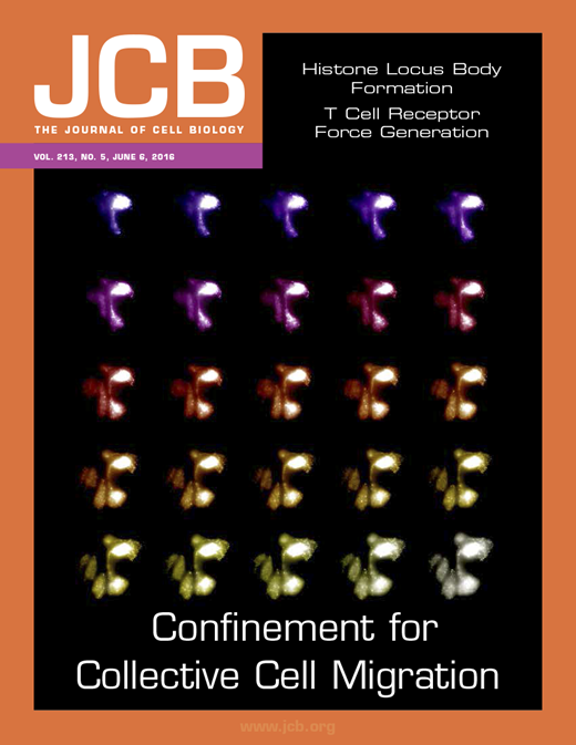 Jacket Cell Biologic Nuclear bodies: Built to boost | Journal of Cell Biology | Rockefeller ...