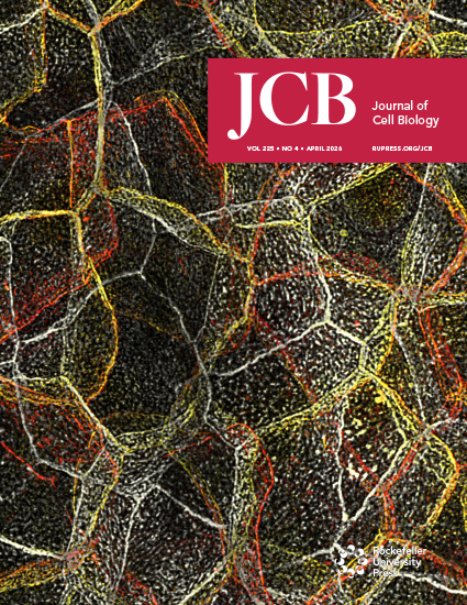 https://rupress.org/jcb/article/225/4/e202412216/281346/Stage-and-tissue-specific-gene-editing-using-4-OHT social preview image