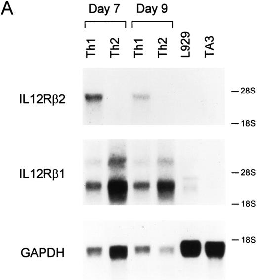 Figure 1. IL-12R β2 subunit mRNA is detected in Th1 but not Th2 cells. (A) Naive CD4+ T cells were purified by FACS® from unimmunized DO11.10 TCR-transgenic mice as described in Materials and Methods (5), activated with OVA peptide and APCs under either Th1- or Th2-inducing conditions and allowed to develop for 7 days. On day 7, the Th1 and Th2 cells were washed, restimulated and allowed to proliferate for 7 or 9 d when cells were harvested and total cellular RNA was isolated. As tissue controls, total cellular RNA was isolated from the B cell hybridoma TA3 and the fibroblast cell line L929. Northern blot analysis was performed using as probes the full-length murine IL-12R β2 subunit cDNA (top), the full-length murine IL-12R β1 subunit cDNA (middle), and the GAPDH cDNA (bottom). (B and C). Total cellular RNA was isolated from naive T cells after purification by FACS®. Naive T cells isolated by cell sorting were activated to induce Th1 or Th2 development, and harvested on days 3, 5, and 7 after primary antigen activation. Total cellular RNA was examined by Northern analysis as described above for IL-12R β2 subunit cDNA (top), the IL-12R β1 subunit cDNA (middle), or pHE7 cDNA (bottom).