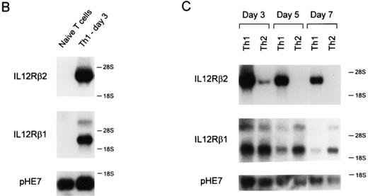 Figure 1. IL-12R β2 subunit mRNA is detected in Th1 but not Th2 cells. (A) Naive CD4+ T cells were purified by FACS® from unimmunized DO11.10 TCR-transgenic mice as described in Materials and Methods (5), activated with OVA peptide and APCs under either Th1- or Th2-inducing conditions and allowed to develop for 7 days. On day 7, the Th1 and Th2 cells were washed, restimulated and allowed to proliferate for 7 or 9 d when cells were harvested and total cellular RNA was isolated. As tissue controls, total cellular RNA was isolated from the B cell hybridoma TA3 and the fibroblast cell line L929. Northern blot analysis was performed using as probes the full-length murine IL-12R β2 subunit cDNA (top), the full-length murine IL-12R β1 subunit cDNA (middle), and the GAPDH cDNA (bottom). (B and C). Total cellular RNA was isolated from naive T cells after purification by FACS®. Naive T cells isolated by cell sorting were activated to induce Th1 or Th2 development, and harvested on days 3, 5, and 7 after primary antigen activation. Total cellular RNA was examined by Northern analysis as described above for IL-12R β2 subunit cDNA (top), the IL-12R β1 subunit cDNA (middle), or pHE7 cDNA (bottom).
