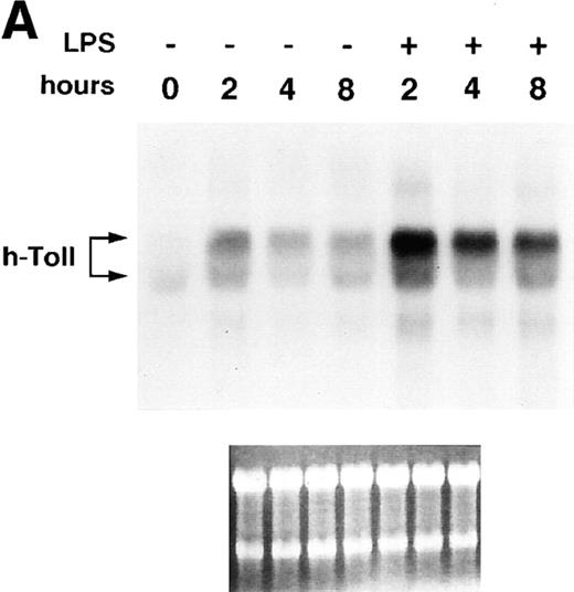 Figure 1. hToll expression and induction of NF-κB. (A) Human monocytes were treated with LPS (100 ng/ml) for different periods of time and analyzed for their hToll mRNA content by Northern blotting. Two distinct transcripts specific for hToll are detected and induced by LPS stimulation. (B) Ectopic expression of hToll-Flag and CD4/Toll but not the mutant version ΔhToll-Flag activate NF-κB in 293T cells in a dose-dependent manner, as measured by NF-κB reporter gene activity. (C) Equal amounts of hToll-Flag and ΔhToll-Flag are produced upon ectopic expression in 293T cells (3.2 μg of each expression construct were used for this experiment). IP, Immunoprecipitation. BLOT, Immunoblotting analysis.