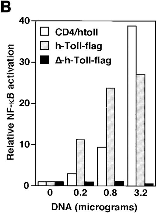 Figure 1. hToll expression and induction of NF-κB. (A) Human monocytes were treated with LPS (100 ng/ml) for different periods of time and analyzed for their hToll mRNA content by Northern blotting. Two distinct transcripts specific for hToll are detected and induced by LPS stimulation. (B) Ectopic expression of hToll-Flag and CD4/Toll but not the mutant version ΔhToll-Flag activate NF-κB in 293T cells in a dose-dependent manner, as measured by NF-κB reporter gene activity. (C) Equal amounts of hToll-Flag and ΔhToll-Flag are produced upon ectopic expression in 293T cells (3.2 μg of each expression construct were used for this experiment). IP, Immunoprecipitation. BLOT, Immunoblotting analysis.
