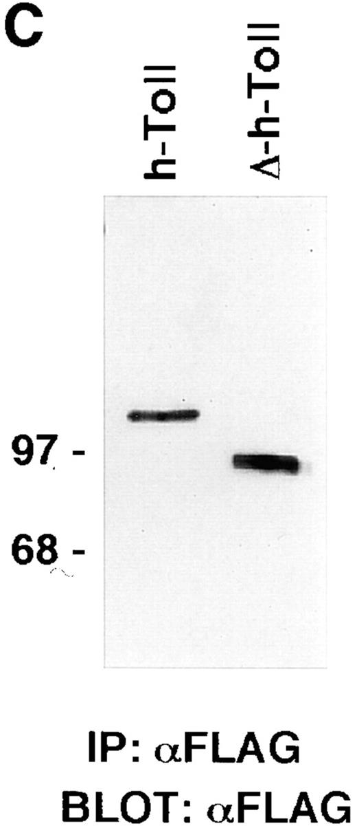 Figure 1. hToll expression and induction of NF-κB. (A) Human monocytes were treated with LPS (100 ng/ml) for different periods of time and analyzed for their hToll mRNA content by Northern blotting. Two distinct transcripts specific for hToll are detected and induced by LPS stimulation. (B) Ectopic expression of hToll-Flag and CD4/Toll but not the mutant version ΔhToll-Flag activate NF-κB in 293T cells in a dose-dependent manner, as measured by NF-κB reporter gene activity. (C) Equal amounts of hToll-Flag and ΔhToll-Flag are produced upon ectopic expression in 293T cells (3.2 μg of each expression construct were used for this experiment). IP, Immunoprecipitation. BLOT, Immunoblotting analysis.