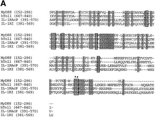 Figure 2. Functional and structural evidence of MyD88 recruitment to the hToll signaling complex. (A) Sequence alignment of human MyD88 (amino acids 152–296), hToll (667– 840), hIL-1RAcP (391–570), and hIL-1RI (381–569). Alignment was performed with Clustall software. Shading, Identical amino acids with a score <3. Boxes, Identical amino acids with a score = 0. Dots, Conserved amino acids that are essential for IL-1RI to signal (reference 20). (B) MyD88 associates with hToll but not with a truncated version of hToll (ΔhToll) lacking the cytoplasmic region sharing sequence similarity with MyD88. 293T cells were transfected with hToll-Flag, ΔhToll-Flag, or IL-1RAcP–Flag as a positive control together with AU1-tagged MyD88. The presence of MyD88 that coprecipitated with the receptors was detected by immunoblotting with a rabbit polyclonal antiserum to MyD88. (C) ΔMyD88 inhibits hToll-induced but not the unrelated TNFR-2–induced NF-κB activity. 1 μg of receptors and 1.5 μg of ΔMyD88 were transfected. Data are expressed as the percentage of relative receptor-induced NF-κB activity.