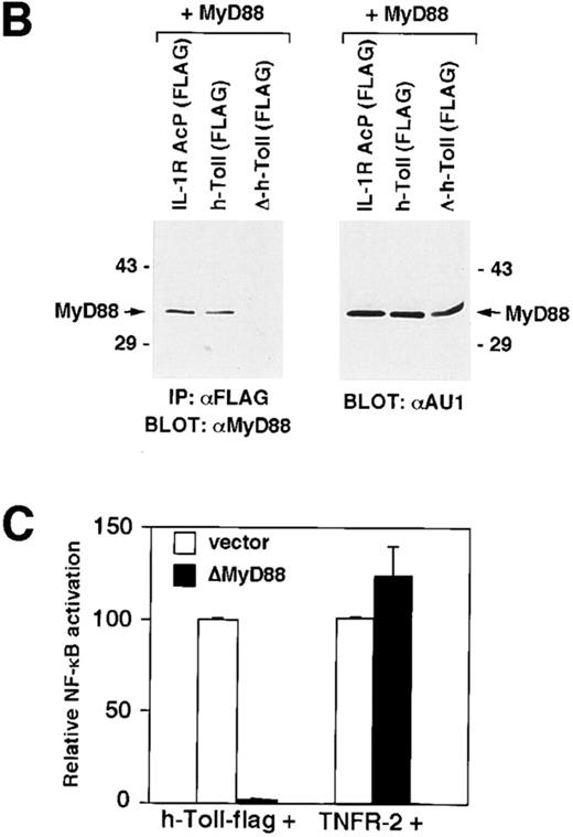 Figure 2. Functional and structural evidence of MyD88 recruitment to the hToll signaling complex. (A) Sequence alignment of human MyD88 (amino acids 152–296), hToll (667– 840), hIL-1RAcP (391–570), and hIL-1RI (381–569). Alignment was performed with Clustall software. Shading, Identical amino acids with a score <3. Boxes, Identical amino acids with a score = 0. Dots, Conserved amino acids that are essential for IL-1RI to signal (reference 20). (B) MyD88 associates with hToll but not with a truncated version of hToll (ΔhToll) lacking the cytoplasmic region sharing sequence similarity with MyD88. 293T cells were transfected with hToll-Flag, ΔhToll-Flag, or IL-1RAcP–Flag as a positive control together with AU1-tagged MyD88. The presence of MyD88 that coprecipitated with the receptors was detected by immunoblotting with a rabbit polyclonal antiserum to MyD88. (C) ΔMyD88 inhibits hToll-induced but not the unrelated TNFR-2–induced NF-κB activity. 1 μg of receptors and 1.5 μg of ΔMyD88 were transfected. Data are expressed as the percentage of relative receptor-induced NF-κB activity.