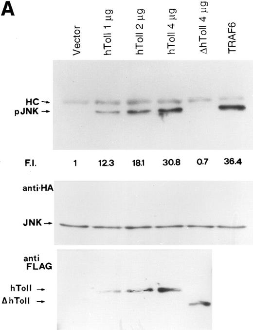 Figure 4. hToll-induced SAPK activation requires MyD88 but not TRAF6. (A) hToll activates SAPK/JNK in a dose-dependent manner, as determined by the presence of the active phosphorylated form of JNK (pJNK). F.I., Fold induction calculated by normalizing pJNK with JNK. HC, IgG heavy chain. (B) MyD88 (152–296) (ΔMyD88) but not TRAF6 (289–522) (ΔTRAF6) abolishes hToll-induced SAPK/JNK phosphorylation. F.I., Fold induction calculated by normalizing pJNK with JNK. HC, IgG heavy chain.