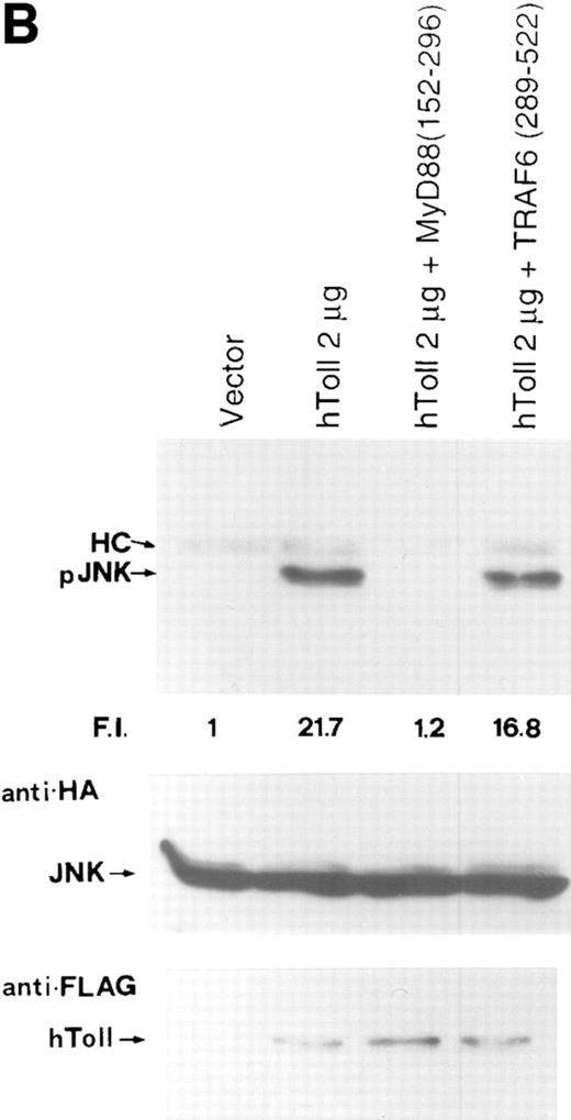 Figure 4. hToll-induced SAPK activation requires MyD88 but not TRAF6. (A) hToll activates SAPK/JNK in a dose-dependent manner, as determined by the presence of the active phosphorylated form of JNK (pJNK). F.I., Fold induction calculated by normalizing pJNK with JNK. HC, IgG heavy chain. (B) MyD88 (152–296) (ΔMyD88) but not TRAF6 (289–522) (ΔTRAF6) abolishes hToll-induced SAPK/JNK phosphorylation. F.I., Fold induction calculated by normalizing pJNK with JNK. HC, IgG heavy chain.