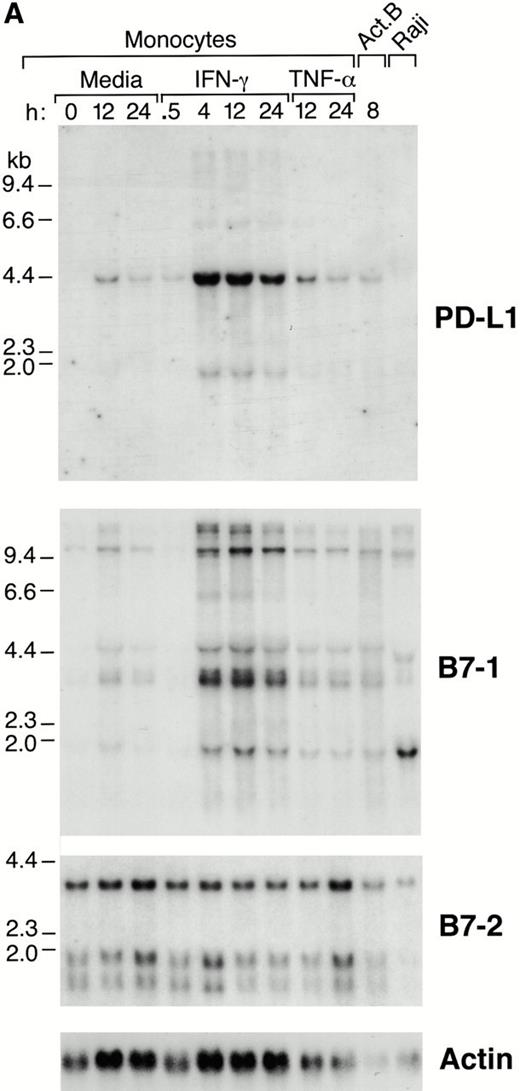 Figure 3. Expression of PD-L1 in antigen-presenting cells and murine tissues. (A) Northern blot analysis of total RNA of human peripheral blood monocytes stimulated with 500 U/ml human IFN-γ, 100 U/ml human TNF-α, or media alone, and anti-Ig–activated human B cells, with human PD-L1, B7-1, B7-2, and β-actin cDNA probes. Cells were prepared and stimulated as described (reference 28). Act.B, actinomycin B. (B) Isolated human peripheral blood dendritic cells (DC) were cultured in either human GM-CSF alone (gray bars) or in GM-CSF, LPS, and IFN-γ (black bars) for 4 or 20 h, after which RNA was isolated for quantitative (real time) PCR analysis. Fluorescence is plotted as a ratio of PD-L1, B7-1, or B7-2 signal to the GAPDH signal. (C) Northern blot analysis of human keratinocyte total RNA with a human PD-L1 cDNA probe. Keratinocytes were isolated and activated with PMA and IFN-γ, as described previously (reference 10). (D) Northern blot analysis of murine tissue polyA+ RNAs (Ambion) with a murine PD-L1 cDNA probe. (E) The human PD-L1 gene was amplified by PCR from monochromosomal somatic cell hybrid genomic DNAs containing the indicated human chromosome as well as hamster, murine, and human genomic DNAs.