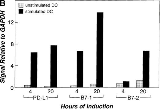 Figure 3. Expression of PD-L1 in antigen-presenting cells and murine tissues. (A) Northern blot analysis of total RNA of human peripheral blood monocytes stimulated with 500 U/ml human IFN-γ, 100 U/ml human TNF-α, or media alone, and anti-Ig–activated human B cells, with human PD-L1, B7-1, B7-2, and β-actin cDNA probes. Cells were prepared and stimulated as described (reference 28). Act.B, actinomycin B. (B) Isolated human peripheral blood dendritic cells (DC) were cultured in either human GM-CSF alone (gray bars) or in GM-CSF, LPS, and IFN-γ (black bars) for 4 or 20 h, after which RNA was isolated for quantitative (real time) PCR analysis. Fluorescence is plotted as a ratio of PD-L1, B7-1, or B7-2 signal to the GAPDH signal. (C) Northern blot analysis of human keratinocyte total RNA with a human PD-L1 cDNA probe. Keratinocytes were isolated and activated with PMA and IFN-γ, as described previously (reference 10). (D) Northern blot analysis of murine tissue polyA+ RNAs (Ambion) with a murine PD-L1 cDNA probe. (E) The human PD-L1 gene was amplified by PCR from monochromosomal somatic cell hybrid genomic DNAs containing the indicated human chromosome as well as hamster, murine, and human genomic DNAs.