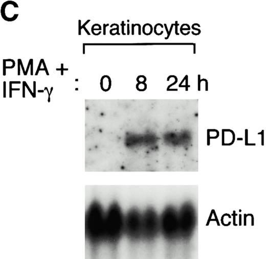 Figure 3. Expression of PD-L1 in antigen-presenting cells and murine tissues. (A) Northern blot analysis of total RNA of human peripheral blood monocytes stimulated with 500 U/ml human IFN-γ, 100 U/ml human TNF-α, or media alone, and anti-Ig–activated human B cells, with human PD-L1, B7-1, B7-2, and β-actin cDNA probes. Cells were prepared and stimulated as described (reference 28). Act.B, actinomycin B. (B) Isolated human peripheral blood dendritic cells (DC) were cultured in either human GM-CSF alone (gray bars) or in GM-CSF, LPS, and IFN-γ (black bars) for 4 or 20 h, after which RNA was isolated for quantitative (real time) PCR analysis. Fluorescence is plotted as a ratio of PD-L1, B7-1, or B7-2 signal to the GAPDH signal. (C) Northern blot analysis of human keratinocyte total RNA with a human PD-L1 cDNA probe. Keratinocytes were isolated and activated with PMA and IFN-γ, as described previously (reference 10). (D) Northern blot analysis of murine tissue polyA+ RNAs (Ambion) with a murine PD-L1 cDNA probe. (E) The human PD-L1 gene was amplified by PCR from monochromosomal somatic cell hybrid genomic DNAs containing the indicated human chromosome as well as hamster, murine, and human genomic DNAs.