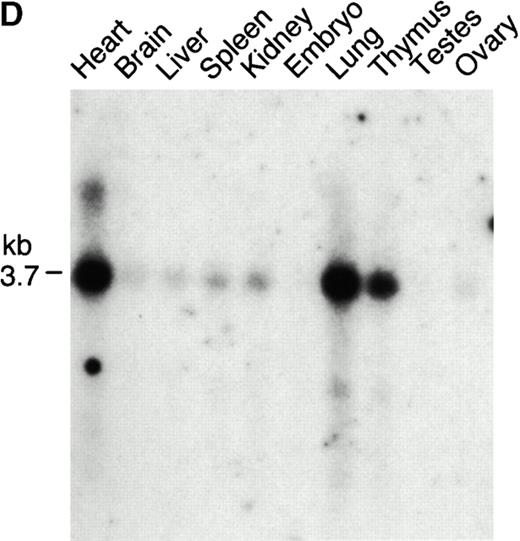 Figure 3. Expression of PD-L1 in antigen-presenting cells and murine tissues. (A) Northern blot analysis of total RNA of human peripheral blood monocytes stimulated with 500 U/ml human IFN-γ, 100 U/ml human TNF-α, or media alone, and anti-Ig–activated human B cells, with human PD-L1, B7-1, B7-2, and β-actin cDNA probes. Cells were prepared and stimulated as described (reference 28). Act.B, actinomycin B. (B) Isolated human peripheral blood dendritic cells (DC) were cultured in either human GM-CSF alone (gray bars) or in GM-CSF, LPS, and IFN-γ (black bars) for 4 or 20 h, after which RNA was isolated for quantitative (real time) PCR analysis. Fluorescence is plotted as a ratio of PD-L1, B7-1, or B7-2 signal to the GAPDH signal. (C) Northern blot analysis of human keratinocyte total RNA with a human PD-L1 cDNA probe. Keratinocytes were isolated and activated with PMA and IFN-γ, as described previously (reference 10). (D) Northern blot analysis of murine tissue polyA+ RNAs (Ambion) with a murine PD-L1 cDNA probe. (E) The human PD-L1 gene was amplified by PCR from monochromosomal somatic cell hybrid genomic DNAs containing the indicated human chromosome as well as hamster, murine, and human genomic DNAs.