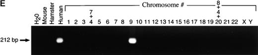 Figure 3. Expression of PD-L1 in antigen-presenting cells and murine tissues. (A) Northern blot analysis of total RNA of human peripheral blood monocytes stimulated with 500 U/ml human IFN-γ, 100 U/ml human TNF-α, or media alone, and anti-Ig–activated human B cells, with human PD-L1, B7-1, B7-2, and β-actin cDNA probes. Cells were prepared and stimulated as described (reference 28). Act.B, actinomycin B. (B) Isolated human peripheral blood dendritic cells (DC) were cultured in either human GM-CSF alone (gray bars) or in GM-CSF, LPS, and IFN-γ (black bars) for 4 or 20 h, after which RNA was isolated for quantitative (real time) PCR analysis. Fluorescence is plotted as a ratio of PD-L1, B7-1, or B7-2 signal to the GAPDH signal. (C) Northern blot analysis of human keratinocyte total RNA with a human PD-L1 cDNA probe. Keratinocytes were isolated and activated with PMA and IFN-γ, as described previously (reference 10). (D) Northern blot analysis of murine tissue polyA+ RNAs (Ambion) with a murine PD-L1 cDNA probe. (E) The human PD-L1 gene was amplified by PCR from monochromosomal somatic cell hybrid genomic DNAs containing the indicated human chromosome as well as hamster, murine, and human genomic DNAs.