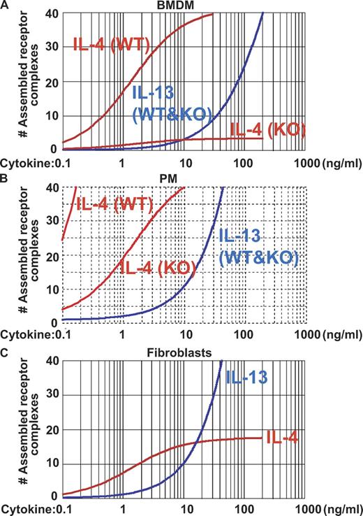 Figure 7. Estimation of the ability of IL-4 and -13 to assemble receptor complexes. (A) Calculated prediction of the capacity of IL-4 or -13 to assemble receptor complexes in BMDMs. The calculation takes into account three major parameters in receptor chain assemblage namely; the estimated receptor chain expression; the known primary binding efficiency of cytokine/cytokine binding receptor chain and the estimated secondary binding efficiency of cytokine/cytokine binding receptor to the second receptor chain (see text for detailed values). (B) Calculation for predicted assemblages of receptor complexes was performed as in Fig. 7 A, using 2.6-fold more IL-4Rα, 4-fold more γc, and 2.5-fold more IL-13Rα1, based on our results shown in Fig. 6. (C) In NIH3T3, expression of γc is very low or nonexisting (Fig. S3). The calculation was performed as above including only IL-4Rα and IL-13Rα1 expression in the analysis. Fig. S3 is available at http://www.jem.org/cgi/content/full/jem.20080452/DC1.