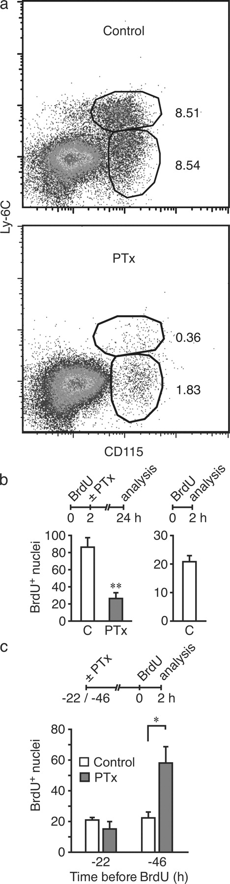 Figure 3. PTx blockade of monocyte recruitment reveals that proliferating intimal cells accumulate in 2-wk lesions, and intimal cell proliferation is independent of monocyte recruitment. (a) Flow cytometry plots of peritoneal exudate cells harvested 24 h after i.p. thioglycollate injection of control and PTx-treated mice (percentages are indicated). Representative data from five mice per group studied in two independent experiments are shown. Additional details are provided in Fig. S2. (b) Ldlr−/− mice fed a CRD for 2 wk were injected with BrdU at 2 h before treatment with PTx or PBS (C, control). Aortas were harvested 24 h (left) and 2 h (right) after BrdU injection, and BrdU+ nuclei were enumerated. (c) Ldlr−/− mice fed a CRD for 2 wk were injected with PTx, and BrdU pulse labeling was performed 22 or 46 h later. Aortas were harvested after 2 h, and BrdU+ nuclei were enumerated. In b and c, four independent experiments were performed at each time point, and means ± SEM were derived from four mice per group. *, P < 0.05 relative to C; **, P < 0.01.