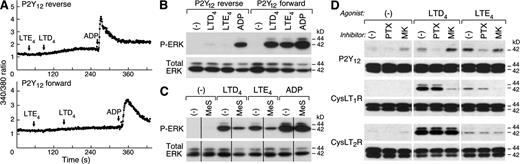 Figure 1. Activation by recombinant human P2Y12 receptors in response to cys-LTs. The human P2Y12 receptor complementary DNA (cDNA) was cloned in forward and reverse orientation into the expression vector pEF1/His B and transfected into CHO cells using Fugene HD reagent. Stably expressing clones were selected using 1,000 µg/ml G418, and expression of the construct was confirmed by cytofluorographic detection of the polyhistidine (HIS) tag. (A) Calcium fluxes in CHO transfectants in response to 500 nM LTE4, 500 nM LTD4, and 100 µM ADP. Results in a second experiment were identical. (B) SDS-PAGE immunoblots showing phosphorylation of ERK2 by CHO cells stably expressing human P2Y12 receptors in reverse (negative control) or forward orientations. Cells were stimulated with 100 µM ADP (positive control ligand), 500 nM LTD4, or 500 nM LTE4 for 15 min. The blots were stripped and reprobed with an antibody recognizing total ERK1 and ERK2. Dose responses are displayed in Fig. S1. (C) Effect of the selective P2Y12 receptor antagonist 2-MesAMP (MeS) on ligand-induced ERK phosphorylation. P2Y12 receptor-expressing CHO cells were stimulated with the same doses of agonists used in A, in the absence or presence of 100 µM 2-MesAMP. (D) Comparison of P2Y12 receptor-mediated responses to cys-LTs with those of recombinant human CysLT1R and CysLT2R expressed in CHO cells, and the effect of 1 µM of the CysLT1R antagonist MK571. Data in B–D are from individual experiments that were repeated at least three times with similar results.
