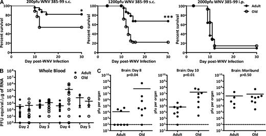 Figure 1. Age-related susceptibility to WNV disease in old mice. (A) Survival of adult (4–6 mo old) and old (18–22 mo old) mice after challenge with the indicated doses of WNV 385–99 s.c. or i.p. Old mice are five and six times more susceptible to WNV upon i.p. (MST, 13 d) and s.c. (MST, 14 d) infection, respectively, compared with adult controls. Statistical significance was evaluated by the Log-rank test (***, P < 0.0005; *, P < 0.05). Please note that difference between the old and adult mice disappears at the high viral challenge dose, where essentially all animals succumb to infection, and also at the low virus dose, where old animals appear to control the low viral loads well (left; see also Table S1 for additional experiments with other viral isolates and routes). Results depict mortality (n = 12 mice/group) and are representative of at least four experiments with similar results. (B and C) Viral titers within indicated tissues and organs of adult and old mice after s.c. infection (1,200 PFU/mouse) were determined by quantitative PCR (B, whole blood expressed in approximate PFU equivalents, based on quantitative PCR of a known WNV RNA standard) or by plaque assay (C, brain). The brains of old mice contained significantly more virus on both day 7 and day 10 after infection. In contrast, there was no difference between brain viral levels of old and adult moribund mice on day 12–16. For data on day 3 blood and spleen by plaque assay, please see Fig. S2. Horizontal bars indicate mean values of the unpaired Student's t test. Error bars represent SEM.