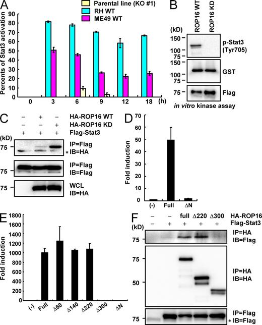 Figure 5. Direct Stat3 activation by ROP16. (A) Relative Stat3 phosphorylation levels. Serum-starved MEFs were infected with an MOI = 10 of the indicated parasites for indicated times. The intensity of Stat3 phosphorylation observed by immunoblotting with anti–phospho-Stat3 antibody was quantitated using a phosphoimager and normalized to images of total Stat3, as shown in Fig. S5. Each count from which that of the uninfected point was subtracted was shown. (B) 293T cells were transiently transfected with Flag-tagged ROP16WT or FLAG kinase–inactive ROP16KD. Cell lysates were immunoprecipitated with anti-FLAG and subjected to an in vitro kinase reaction in the presence of GST–Stat3. Proteins were separated on SDS-PAGE, followed by Western blotting to analyze Stat3 phosphorylation, GST-Stat3, and Flag-tagged ROP16WT or ROP16KD by anti–phospho-Stat3 (Tyr705), anti-GST, and anti-Flag, respectively. (C) Lysates of 293T cells transiently cotransfected with 2 µg Flag-tagged Stat3 and/or 2 µg HA-tagged ROP16WT or ROP16KD expression vectors were immunoprecipitated with the indicated antibodies. *, nonspecific bands. (D and E) 293T cells were transfected with the indicated Stat3-dependent luciferase reporters together with indicated expression vectors. Luciferase activities were expressed as fold increases over the background levels shown by lysates prepared from mock-transfected cells. (F) Lysates of 293T cells transiently cotransfected with 2 µg Flag-tagged Stat3 and/or 2 µg HA-tagged ROP16 full-length, Δ200, or Δ280 expression vectors were immunoprecipitated with the indicated antibodies. *, nonspecific bands. Indicated values are means ± the variation range of duplicates. Data are representative of three (A, C, and E) or two (B, D, and F) independent experiments.
