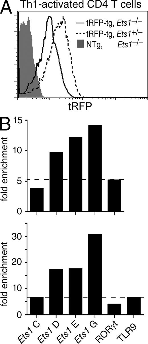 Figure 8. Ets1 binds the Runx3 locus. (A) Ets1 promotes Runx3 expression in Th1-differentiating CD4 effectors. Bead-purified CD4+CD8− LN T cells from tRFP transgenic Ets1−/− or Ets1+/− mice were activated under Th1 conditions and analyzed for tRFP expression 5 d later. Overlaid histogram show tRFP expression in gated CD4+CD8− Ets1−/− (plain line) and Ets1+/− (dashed line) effector cells. The gray-shaded histogram shows background fluorescence in nontransgenic Ets1−/− Th1 effectors activated in parallel. Data are from two mice of each genotype analyzed in two separate experiments. (B) Recruitment of Ets1 protein to the Runx3 gene in vivo was assessed by ChIP assays on Th1 effector T cells. Bar graphs represent fold-enrichment of segments C, D, E, and G from the Runx3 gene (Fig. S8 for location) in anti-Ets1 immunoprecipitates, expressed as indicated in Materials and methods. Horizontal bars depict background enrichment as detected in the RORγ and TLR9 genes. The top and bottom graphs represent two distinct experiments, each from a separate chromatin preparation.