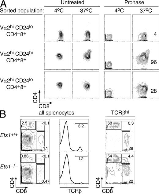 Figure 5. Persistent CD4 expression in Ets1−/− maturelike DP thymocytes. (A) Thymocytes subsets from P14 TCR Ets1−/− mice were sorted as indicated in Fig. S3, stripped of their surface coreceptor molecules, and analyzed by flow cytometry for CD4 and CD8 surface expression after overnight single-cell suspension culture (right column). An aliquot of the pronase-treated cells was kept at 4°C and analyzed in parallel to verify the complete removal of CD4 and CD8 surface molecules after pronase digestion (third column). No change in surface coreceptor expression was seen in the absence of pronase treatment (two left columns). Data are representative of two separate experiments. Numbers in graphs indicate the mean fluorescence intensity of CD4 staining on CD8+ cells. (B) Splenocytes were prepared from 1-wk-old Ets1+/+ and Ets1−/− mice and analyzed as in Fig. 1 for expression of CD4, CD8, and TCRβ. CD4 versus CD8 two-parameter contour plots derived from TCRhi splenocytes show CD4+CD8+ splenocytes in Ets1−/− mice. Data are representative of six Ets1−/− and three Ets1+/+ neonates analyzed in two separate experiments.