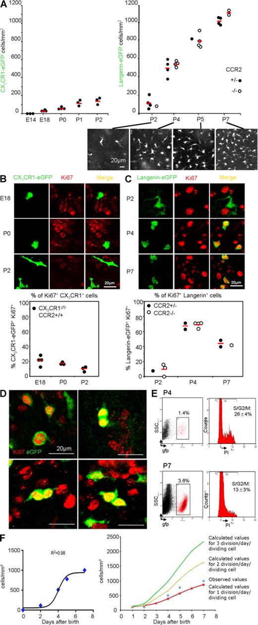 Figure 3. LCs expand in the epidermis by proliferating during the first week of life to establish an LC network. (A, left) Kinetic of the number of CX3CR1+ cells per square millimeter of epidermis of CX3CR1-GFP Rag−/− γc−/− mice at various ages (E14, E18, P0, P1, and P2). CX3CR1+ cells appear slowly in the epidermis between E18 and P2. Cells were enumerated as indicated in Materials and methods. Each dot represents an individual mouse. (right) Kinetic of the number of langerin-GFP+ cells per square millimeter of the epidermis of langerin-GFP CCR2+/− or langerin-GFP CCR2−/− mice at various ages (P2, P4, P5, and P7). The epidermis was studied by intravital microscopy in live animals, as indicated in Materials and methods. LCs rapidly expand between P2 and P7. Each dot represents an individual mouse. Representative micrographs of maximal intensity projections of Z-stacks obtained at various time points are displayed below the graph. (B, top) Micrographs of epidermal sheets of CX3CR1-GFP Rag−/− γc−/− mice at various ages (E18, P0, and P2). CX3CR1+ cells are labeled in green and Ki67 is labeled in red. Images are optical slices from Z-stacks (optical zoom factor 2). (bottom) The graph shows the percentage of CX3CR1+ cells expressing the nuclear proliferation marker Ki67 at various ages. For each mouse, a range of 100–500 cells was analyzed. Each dot represents an individual mouse. (C) Same as in B. Langerin-GFP CCR2+/− or langerin-GFP CCR2−/− mice at various ages (P2, P4, and P7) were analyzed. Horizontal lines represent means. (D) LC mitosis within the epidermis. Micrographs of langerin-GFP+ cells (green) expressing Ki67 (red) from epidermal sheets of P4 langerin-GFP mice. Pictures are optical slices from Z-stacks (optical zoom factor 2). Results are representative of six mice. For more information, see Fig. S3 and Video 1. (E) Cell-cycle analysis by PI staining of sorted P4 and P7 LCs by flow cytometry. Dot plots show the gate used for GFP-expressing LC sorting. Percentages of GFP+ cells among all events are indicated. Histograms show the cell-cycle analysis. Percentages of gated singlet PI+ events in the S/G2/M phase are indicated. Means of three and two independent experiments ± SD at P4 and P7, respectively, are indicated. (F) Estimate of the duration of the langerin+ cell-cycle during the first week of life. Using a nonlinear regression model (sigmoidal curve) based on data from A (R-squared value of the trend line = 0.98) and cell-cycle data from E, we formulated a polynomial regression model to extrapolate the percentage of cells proliferating at each day after birth (0–7 d), and we calculated the total number of cells per square millimeter over time that would be obtained considering one (red line), two (yellow line), or three (green line) divisions per day per dividing cell. Experimental data are represented by blue diamonds. The graph shows that experimental data fit with a model of in situ proliferation of LCs in which the length of the cell cycle is between 12 and 24 h. SSC, side scatter.