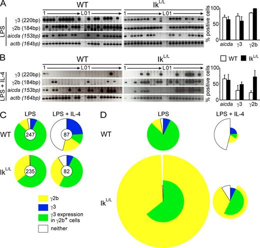 Figure 9. Increased S region competition at the SC level for CSR in IkL/L B cells. SC-RT-PCR was performed on IgM+ WT and IkL/L cells after 48 h of stimulation and two divisions (assessed by CFSE dilution). (A and B) Representative data from cohorts of (A) LPS- and (B) LPS + IL-4–stimulated cells are shown. Only actb+ wells were counted (positive control for sorting). Bar graphs represent mean percentages plus SD of cells positive for Aicda, or γ3 or γ2b GLTs, from two independent experiments (0, no cells; 1, one cell; raw data are shown in Table S1). (C) Pie charts represent mean percentages of aicda+ cells expressing GLTs for γ3, γ2b, both, or neither. The numbers of aicda+ cells analyzed over two experiments are indicated (chart centers). (D) Data from C was integrated with GLT expression levels measured by RT-qPCR (Fig. 4, B and D) to give a comprehensive view of γ2b and γ3 GLT expression in individual cells. Pie chart wedges represent the percentages of aicda+ B cells that express the indicated GLTs. Wedge radii are defined such that the wedge area corresponds to total GLT expression levels; γ3 and γ2b GLT levels were normalized to LPS-stimulated WT B cells, for which the radius was set to 1. Thus, the percentage of degrees out of 360 taken by each wedge corresponds to the percentage of expressing cells, and the wedge area corresponds to the integrated per cell expression level.