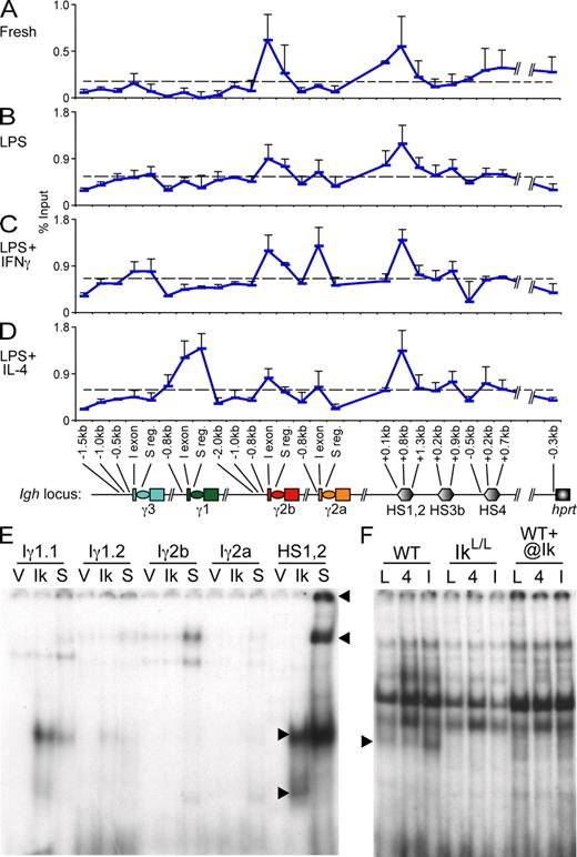 Figure 8. Ikaros associates with CH promoters and HS1,2 of the 3′ enhancer. WT CD43− B cells that were (A) freshly isolated or stimulated for 48 h with (B) LPS, (C) LPS + IFN-γ, or (D) LPS + IL-4 were subjected to ChIP-qPCR with anti-Ikaros antibodies. Points represent mean Ikaros enrichment, measured as percentage input, plus SD from two to three independent experiments. Approximate amplicon positions relative to transcription start sites or the 5′ ends of HS sites are indicated. Dashed lines represent the mean percentage input for each condition and are defined as the threshold of specific Ikaros binding. (E and F) EMSAs were performed on putative Ikaros binding sites from sequences identified by ChIP (A–D). (E) Nuclear extracts from Cos cells transduced with an empty vector (V) or one encoding the Ik1 isoform (Ik) were incubated with the indicated probes (Table S2). Two putative Iγ1 Ikaros binding sites were tested. (F) The HS1,2 probe was incubated with nuclear extracts from WT or IkL/L B cells stimulated for 36 h with LPS (L), LPS + IL-4 (4), or LPS + IFN-γ (I). Specificity was verified by supershift with anti-Ikaros antibodies. Arrowheads indicate Ikaros complexes. Data in E and F are representative of two independent experiments.